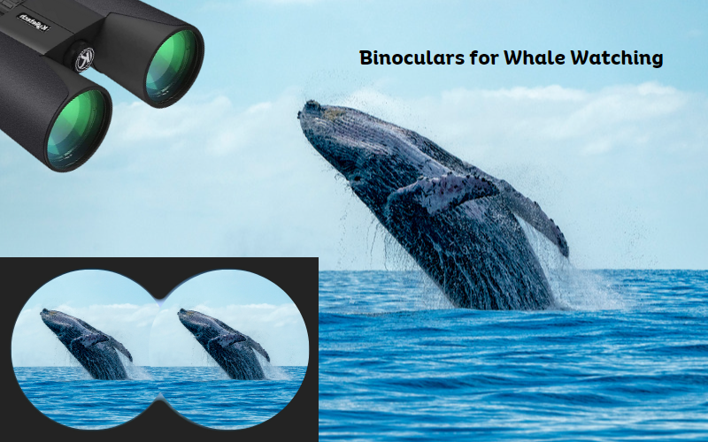 Best Binoculars For Whale Watching A Review Of Top 10 Pairs Best Binoculars For Whale Watching A Review Of Top 10 Pairs